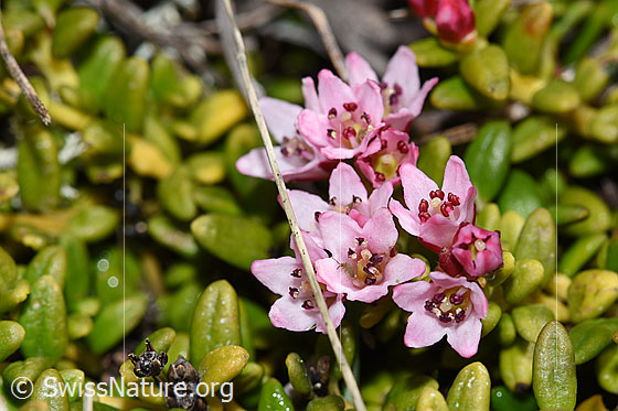 Foto: Alpenazalee (Loiseleuria procumbens). Blüten und Blätter.