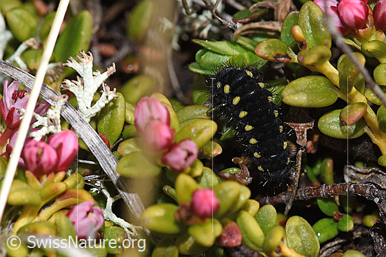 Foto: Raupe des Alpen-Widderchens (Zygaena exulans) auf Alpenazalee (Loiseleuria procumbens). Ansicht von oben.