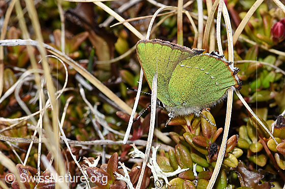 Foto: Brombeer-Zipfelfalter (Callophrys rubi). Flügel geschlossen. Ansicht von der Seite.