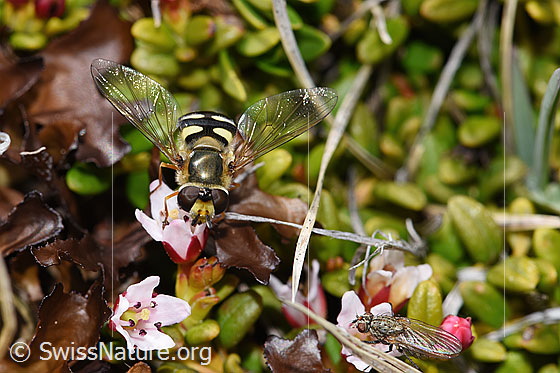 Foto: Mondfleck-Feldschwebfliege (Eupeodes luniger) auf Alpenazalee (Loiseleuria procumbens). Länge 9 - 12mm. Flügel halb geöffnet. Ansicht von vorne oben.