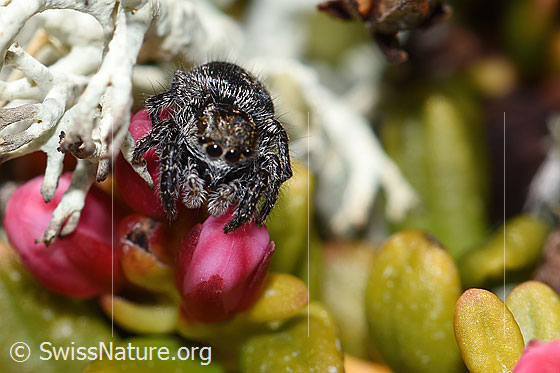 Foto: Springspinne (Unbekannte Art 01) auf Alpenazalee (Loiseleuria procumbens). Grösse: 2 - 3mm. Ansicht von vorne oben.