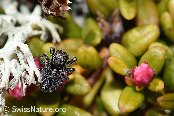Foto: Springspinne (Unbekannte Art 01) auf Alpenazalee (Loiseleuria procumbens). Grösse: 2 - 3mm. Ansicht von oben.