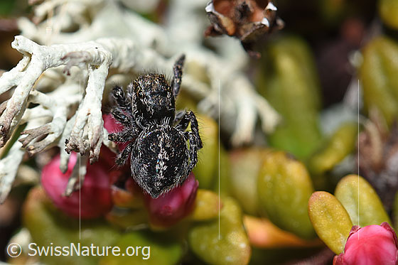Foto: Springspinne (Unbekannte Art 01) auf Alpenazalee (Loiseleuria procumbens). Grösse: 2 - 3mm. Ansicht von hinten oben.