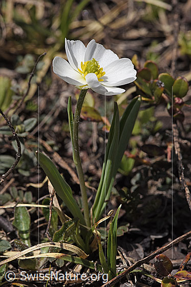 Foto: Pyrenäen-Hahnenfuss (Ranunculus kuepferi). Ganze Pflanze (Habitus).