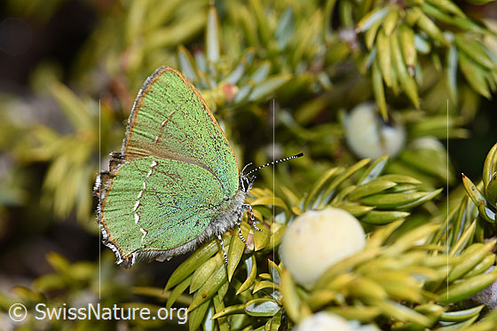 Photo: Callophrys rubi. Wings closed. View from the side.