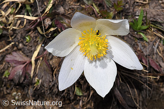 Photo: Pulsatilla vernalis. Open blossom. View from above.