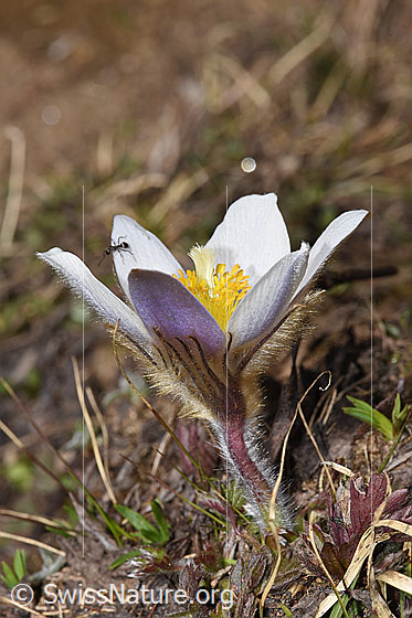 Photo: Pulsatilla vernalis. Whole plant (habiti).