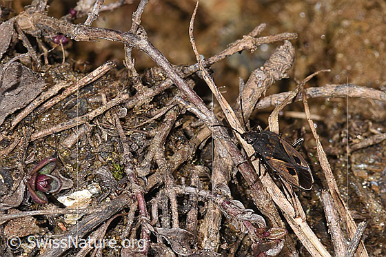 Photo: Rhyparochromus pini. Length 6.8 - 8.1mm. View from diagonally above.