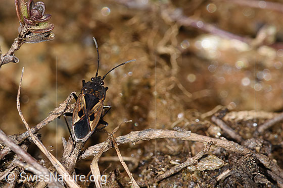 Photo: Rhyparochromus pini. Length 6.8 - 8.1mm. View from above.