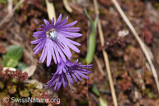 Photo: Soldanella alpina. Blossoms.