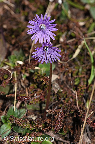 Photo: Soldanella alpina. Whole plant (habiti).