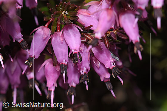 Photo: Erica carnea. Blossoms.
