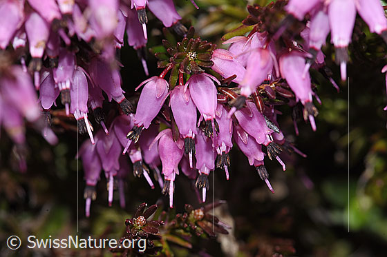 Photo: Erica carnea. Blossoms.