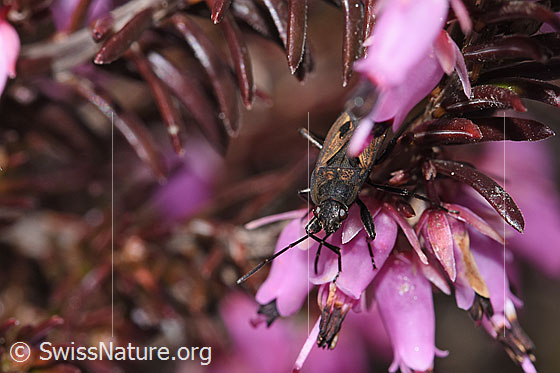 Photo: Rhyparochromus pini on Erica carnea. Length 6.8 - 8.1mm. View from the front.