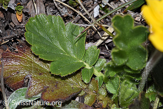 Foto: Gemeine Berg-Nelkenwurz (Geum montanum). Blatt.