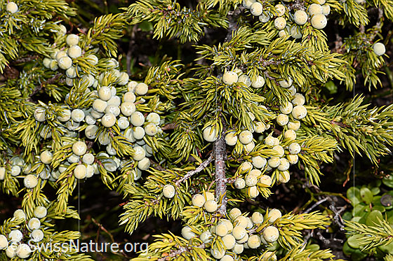 Foto: Alpen-Wacholder (Juniperus communis ssp. saxatilis). Ästchen mit viel Beeren.