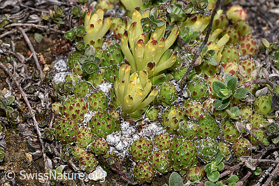 Foto: Spinnweb-Hauswurz (Sempervivum arachnoideum). Blattrosetten und Triebe.