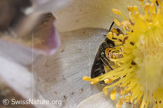 Photo: Probably Lasioglossum morio on Pulsatilla vernalis. Length 6 - 7mm. Female. View from the side.