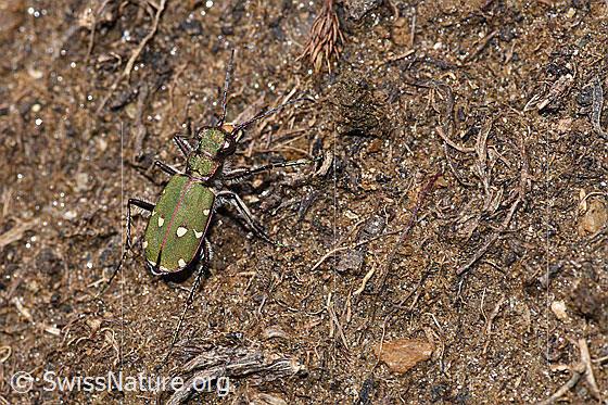 Photo: Cicindela campestris. View from diagonally above.