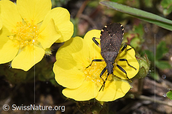 Foto: Dicranocephalus medius (Wolfsmilchwanze). Länge 10mm. Ansicht von vorne oben.