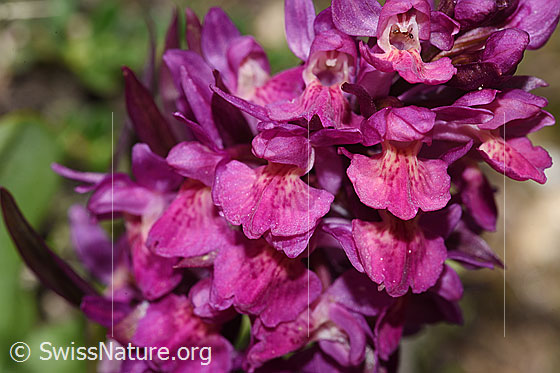 Foto: Holunder-Knabenkraut (Dactylorhiza sambucina). Blütenstand. Rotes Exemplar.