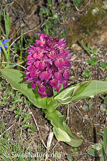 Foto: Holunder-Knabenkraut (Dactylorhiza sambucina). Ganze Pflanze (Habitus). Rotes Exemplar.