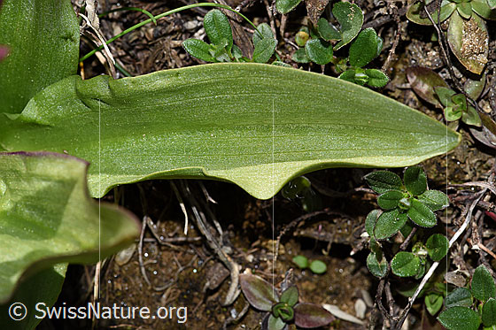 Foto: Holunder-Knabenkraut (Dactylorhiza sambucina). Blatt.