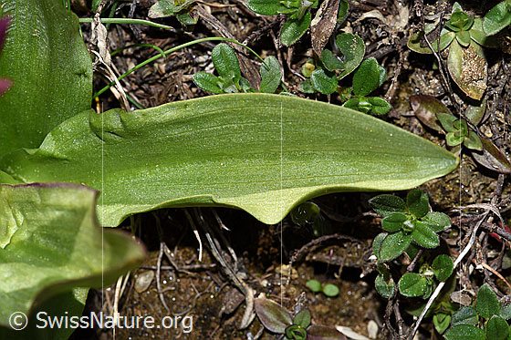 Foto: Holunder-Knabenkraut (Dactylorhiza sambucina). Blattoberseite.