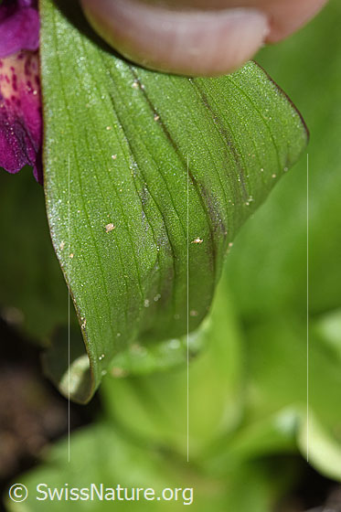 Foto: Holunder-Knabenkraut (Dactylorhiza sambucina). Blattunterseite.