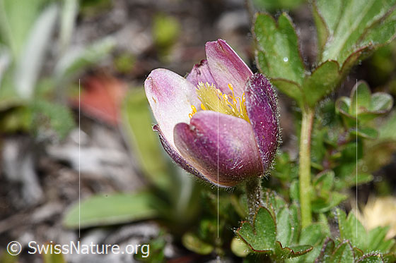 Foto: Frühlings-Anemonen (Pulsatilla vernalis). Blüte. Ansicht von der Seite.