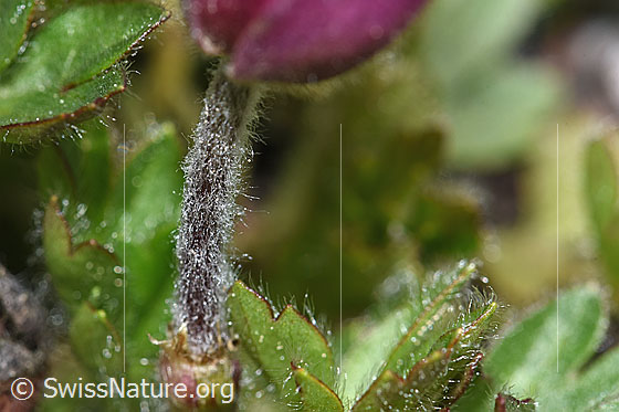 Foto: Frühlings-Anemonen (Pulsatilla vernalis). Stängel.