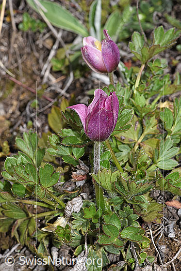 Foto: Frühlings-Anemonen (Pulsatilla vernalis). Ganze Pflanze (Habitus).