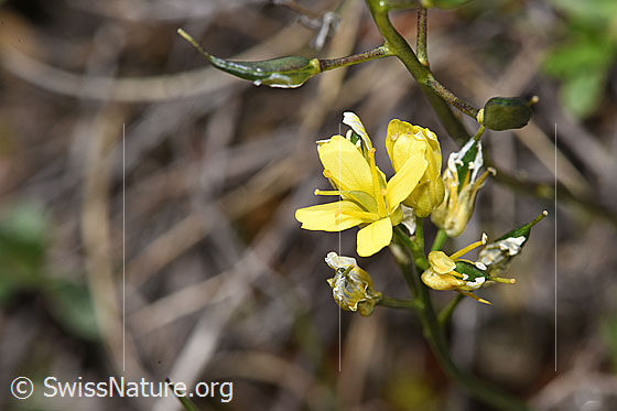 Foto: Immergrünes Felsenblümchen (Draba aizoides). Blüte kurz vor dem Verblühen.