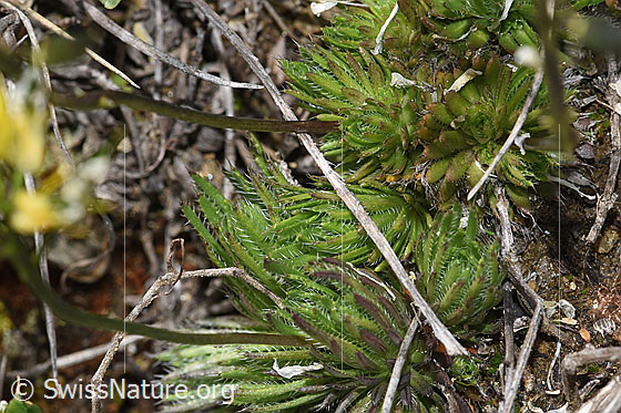 Foto: Immergrünes Felsenblümchen (Draba aizoides). Blattrosetten und Stängel.