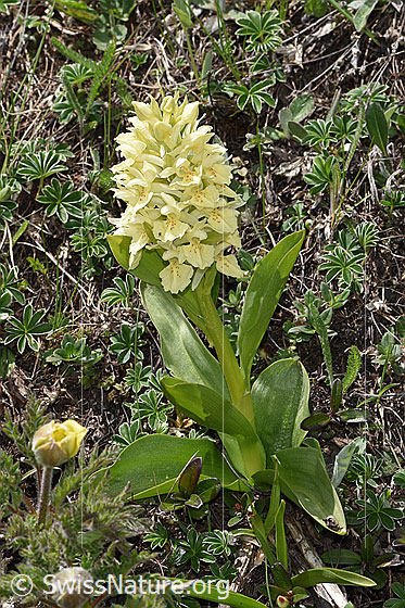 Foto: Holunder-Knabenkraut (Dactylorhiza sambucina). Ganze Pflanze (Habitus). Gelbes Exemplar.