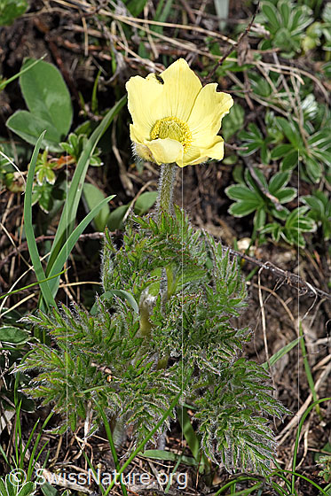 Foto: Schwefel-Anemone (Pulsatilla alpina ssp. apiifolia). Ganze Pflanze (Habitus).