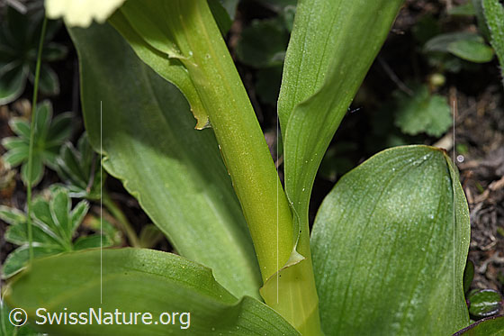 Foto: Holunder-Knabenkraut (Dactylorhiza sambucina). Stängel und Blätter.