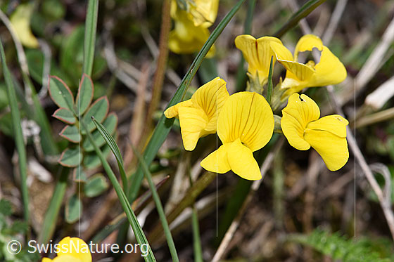 Foto: Schopfiger Hufeisenklee (Hippocrepis comosa). Blüten.