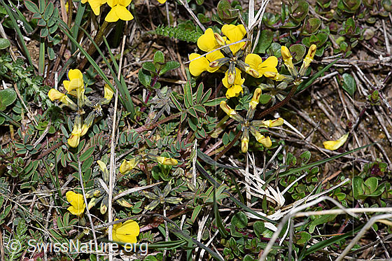 Foto: Schopfiger Hufeisenklee (Hippocrepis comosa). Ganze Pflanze (Habitus).
