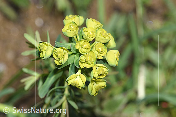 Foto: Zypressen-Wolfsmilch (Euphorbia cyparissias). Blüten.