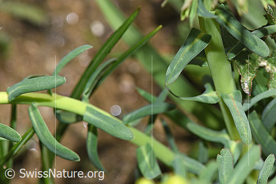 Foto: Zypressen-Wolfsmilch (Euphorbia cyparissias). Stängel und Blätter.