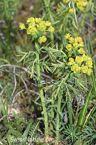 Foto: Zypressen-Wolfsmilch (Euphorbia cyparissias). Ganze Pflanze (Habitus).