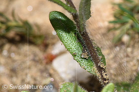 Foto: Wahrscheinlich Bewimperte Gänsekresse (Arabis ciliata). Stängel und Blatt.