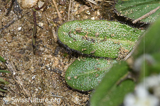 Foto: Wahrscheinlich Bewimperte Gänsekresse (Arabis ciliata). Blattoberseite.