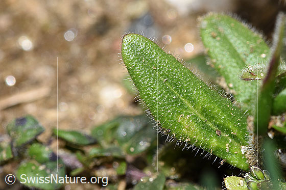 Foto: Wahrscheinlich Bewimperte Gänsekresse (Arabis ciliata). Blattoberseite.