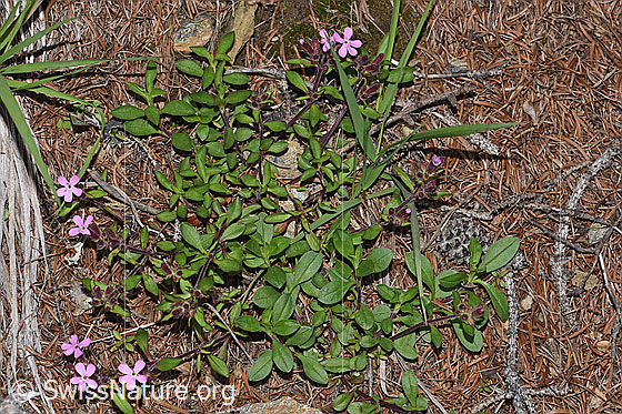 Foto: Rotes Seifenkraut (Saponaria ocymoides). Ganze Pflanze (Habitus).