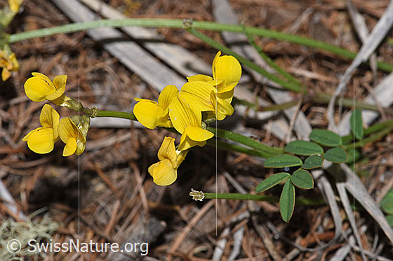 Foto: Schopfiger Hufeisenklee (Hippocrepis comosa). Ganze Pflanze (Habitus).
