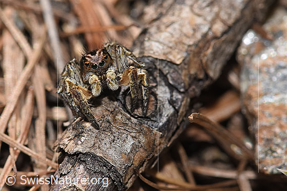 Foto: V-Fleck-Springspinne (Aelurillus v-insignitus). Männchen. Körperlänge: 4 - 5mm. Ansicht von vorne.
