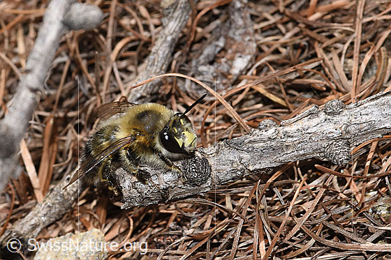 Foto: Gebänderte Pelzbiene (Anthophora aestivalis). Länge 14mm. Männchen. Wird auch Streifen-Pelzbiene genannt. Ansicht von schräg vorne.