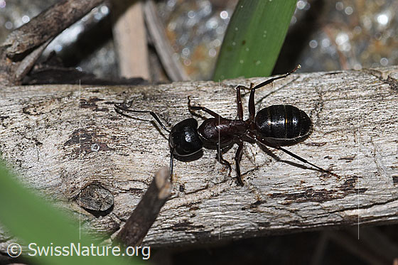 Photo: Camponotus ligniperda. Length 10mm. View from above.